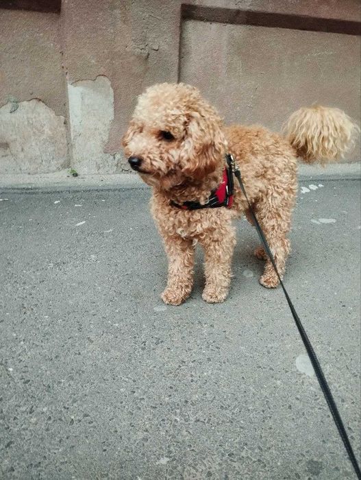 Карликовый (малый) пудель для вязки