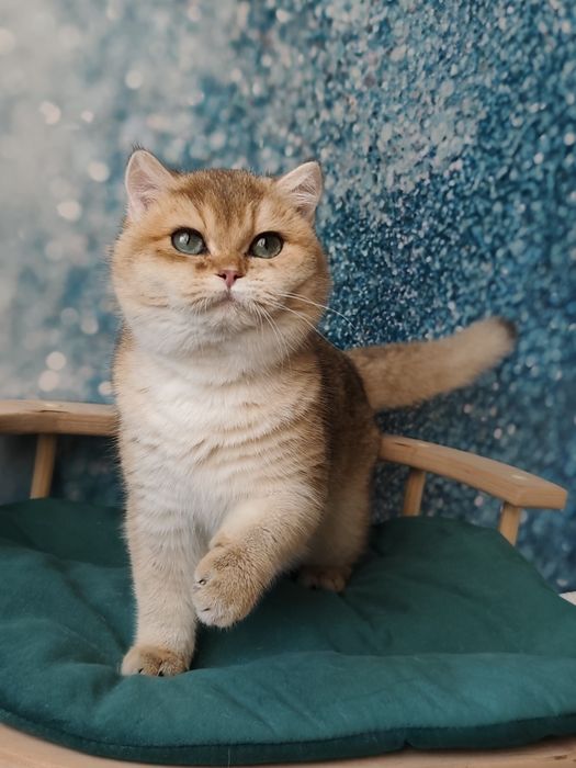 Британские золотая шиншила ny 11 ny12  by11