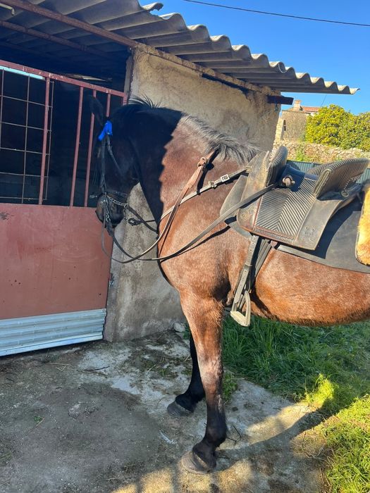 Egua muito bem montada