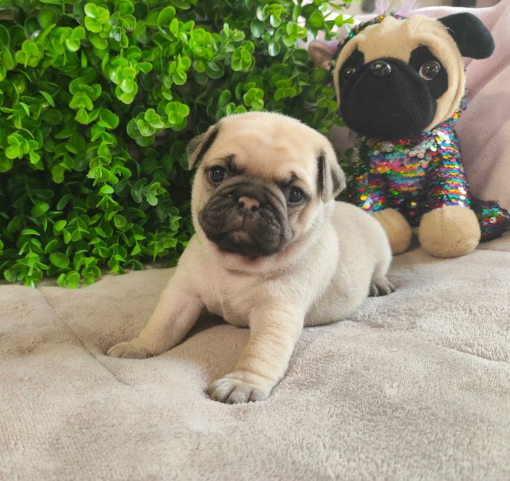 Pug Carlin menino