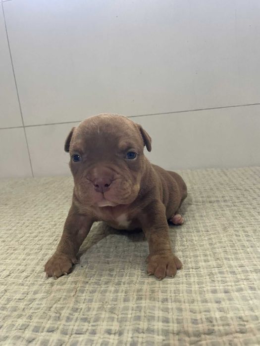American bully pocket macho