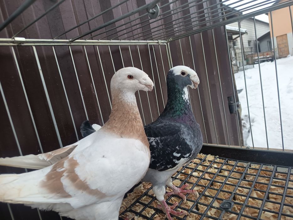 Sprzedam gołębie niemieckie wystawowe