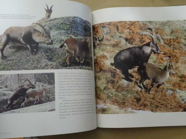 Senhores do Bosque de Paulo Caetano e Joaquim Pedro Ferreira