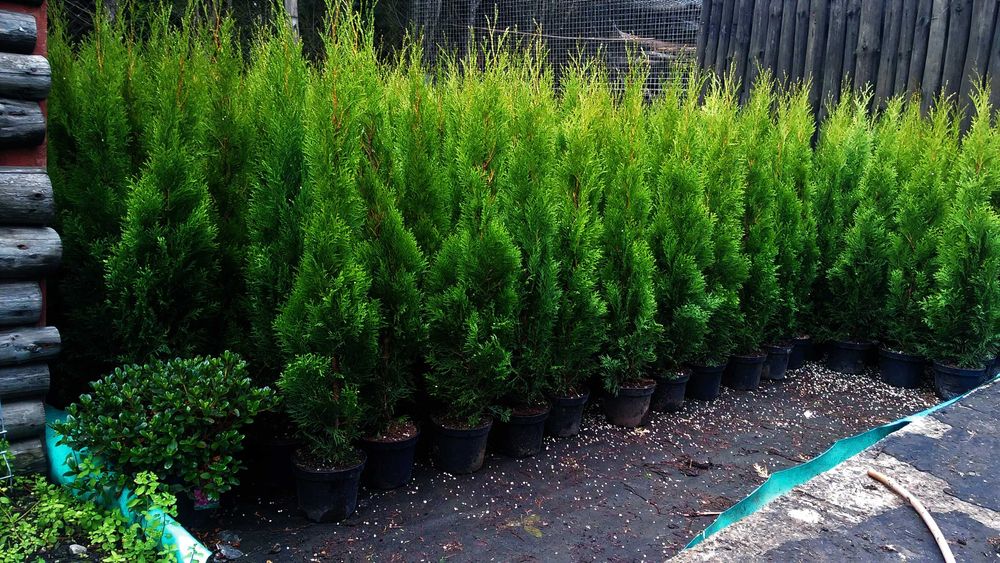 Tuja Szmaragd 100cm donica ukorzenione