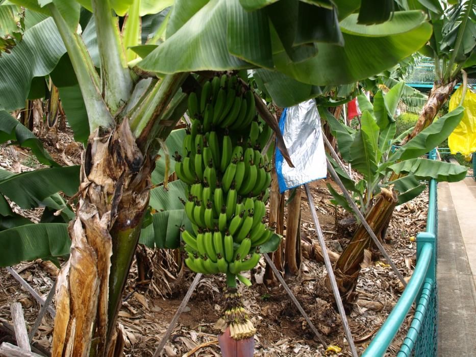 Bananeiras das canarias, madeira, Dwarf carendish,  Ensete Maurelii.