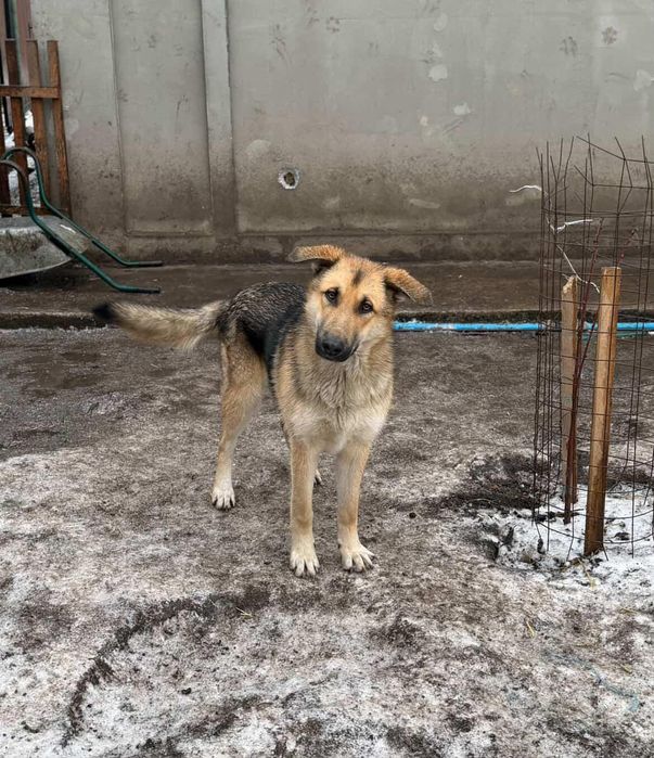 Отдам собаку в добрые руки