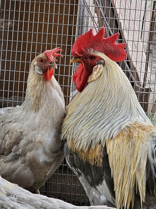 Курчата. Легорн Изабелла 3 мес.