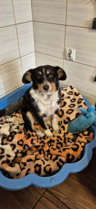 Do adopcji mała, delikatna suczka
