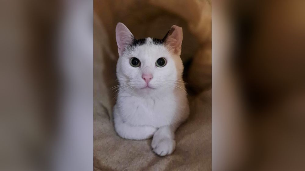 Kocie cudo szuka domku na stałe!