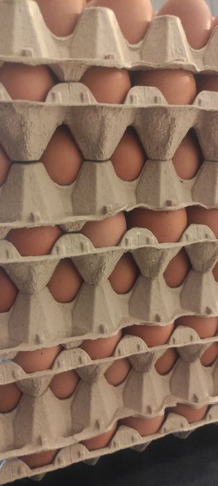 Cartões de 30 Ovos Frescos – 5€ e 6€