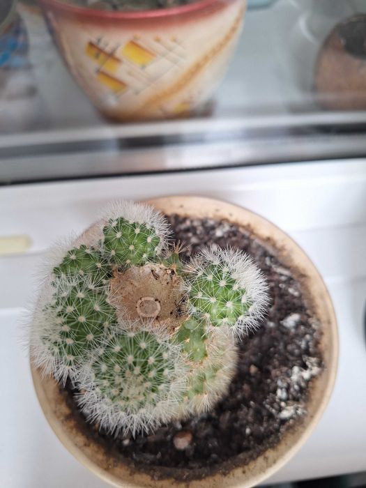 Вазони, кактус, кактуси