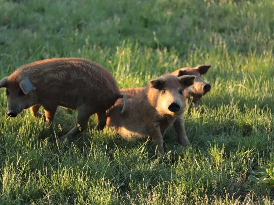 поросята породи мангал