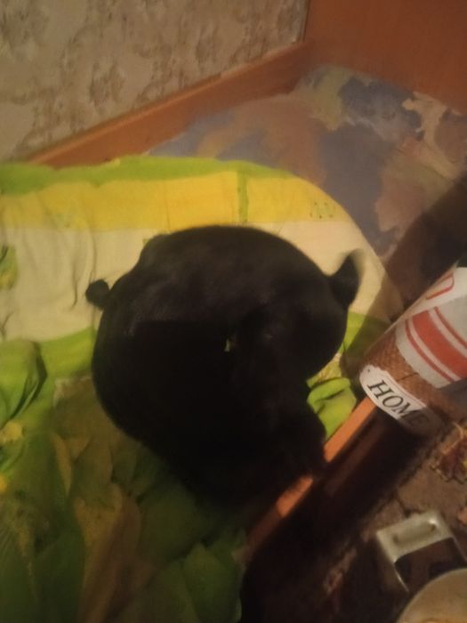 Відаютя собаки в добрі руки