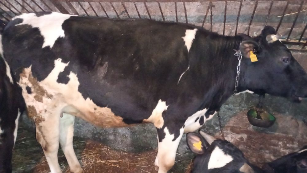 Jałówki wysokocielne.