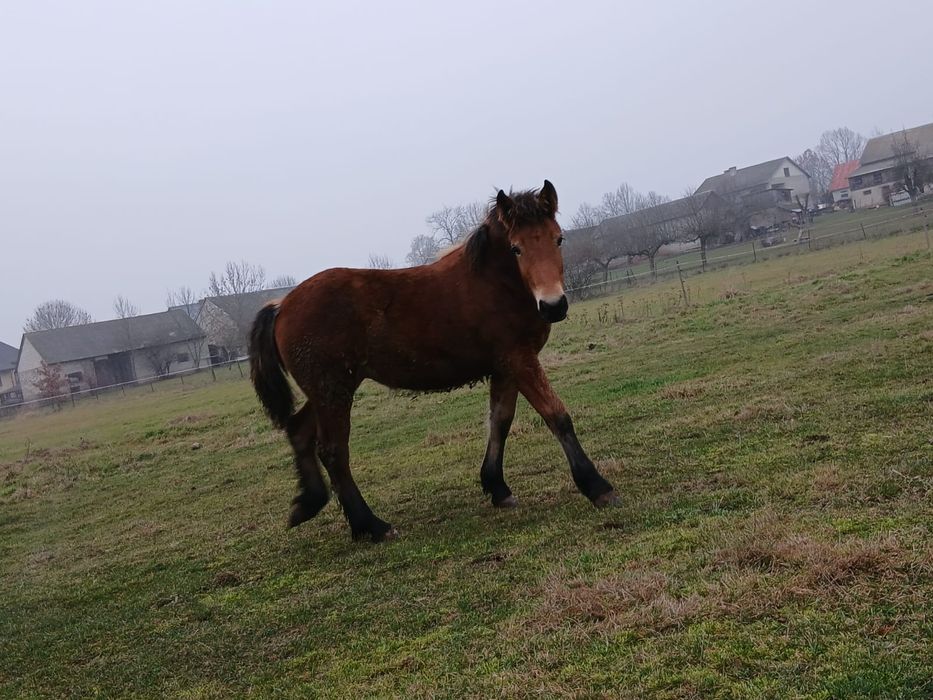Źrebaki zimno krwiste