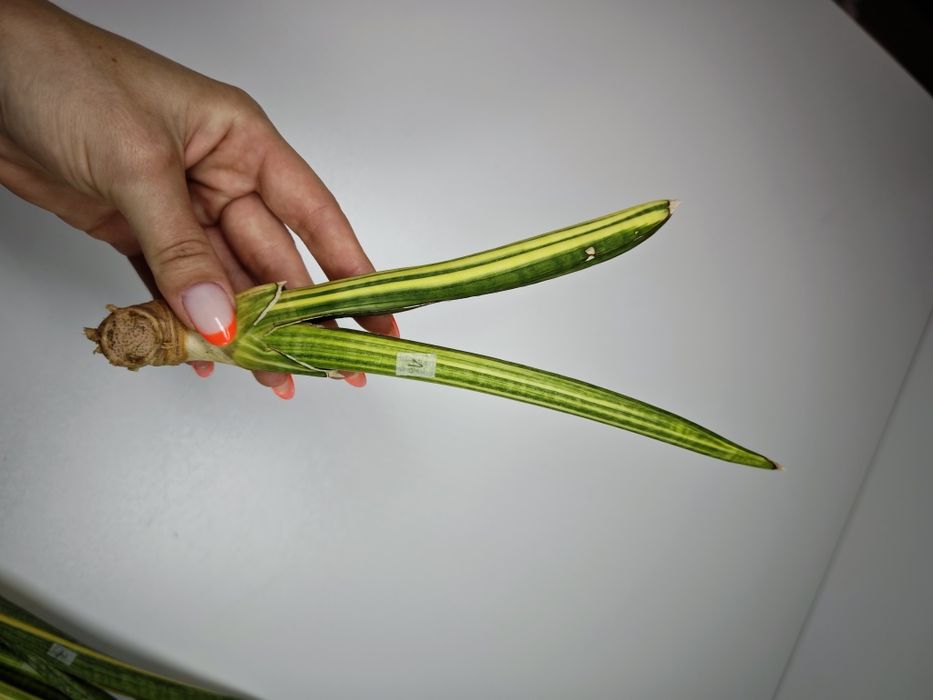 Sansevieria Pearsoni var
