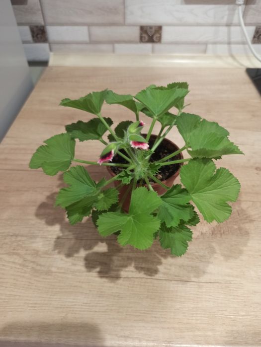 Пеларгонія королівська