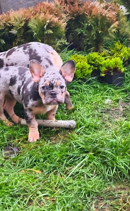 Голубой подпал с ношением лилака