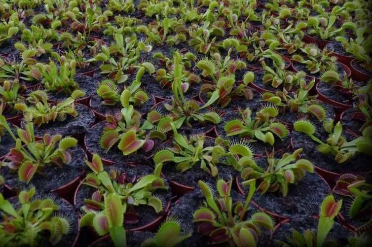 Muchołówka roślina owadożerna mięsożerna