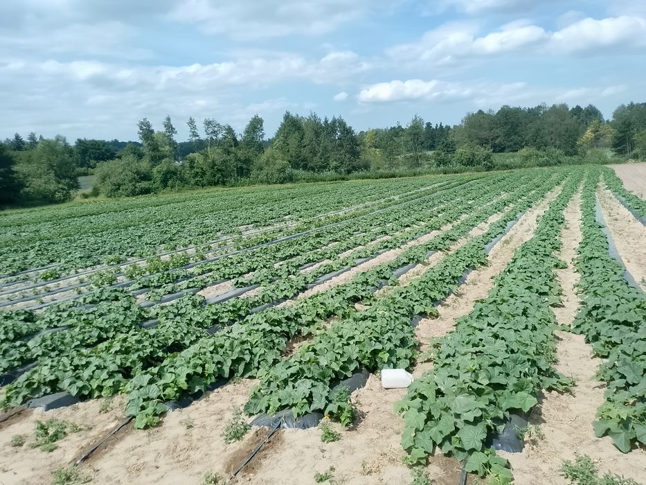 Ogórki gruntowe.