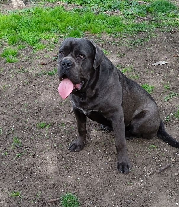 В'язка Кане Корсо кобель сірого забарвлення