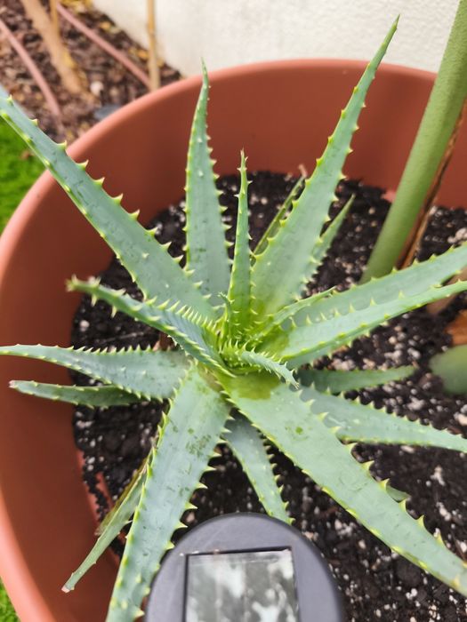 Aloe vera - 3€ .