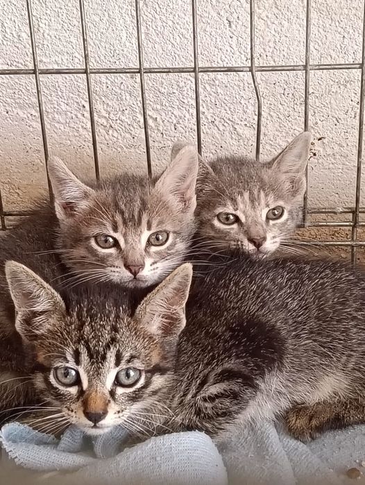 Gatinhos bebés para adoção