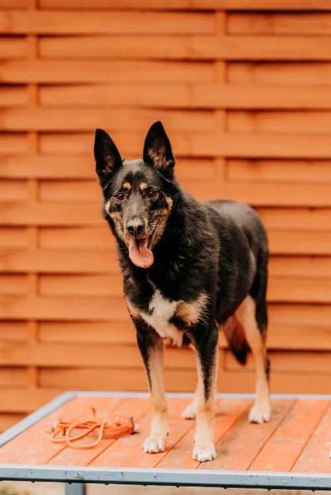 Piękny, mądry, spokojny Szaman poleca się do adopcji!!!