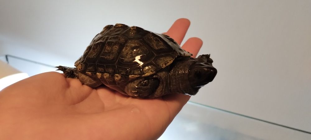 Żółw chiński do oddania