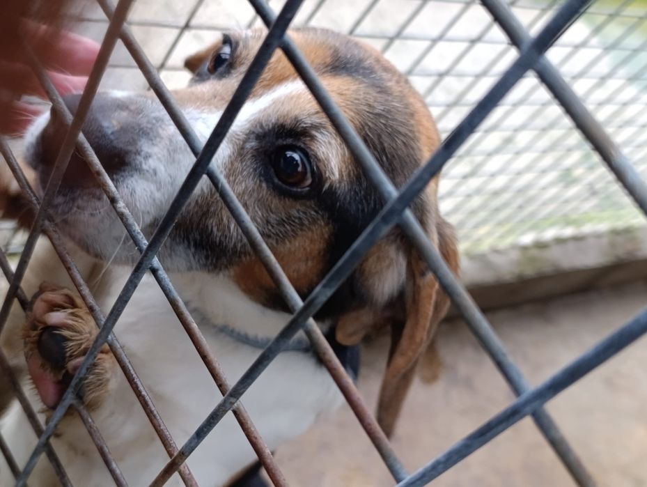 Beagel para adopção responsável