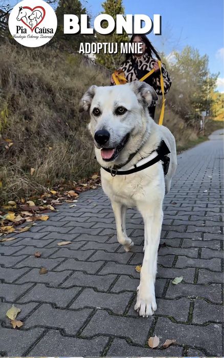 Sunia Blondii szuka domku