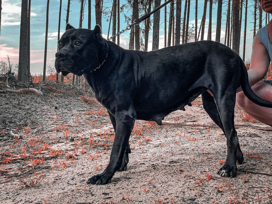 American Bandog - pies