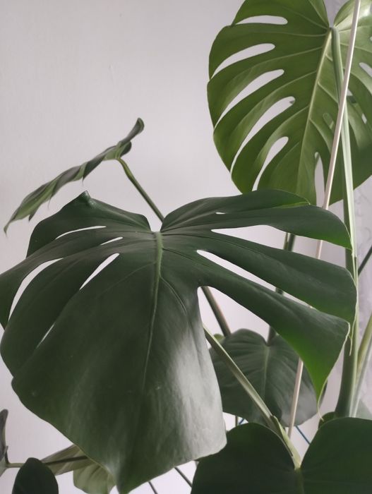 Piękna duża monstera.