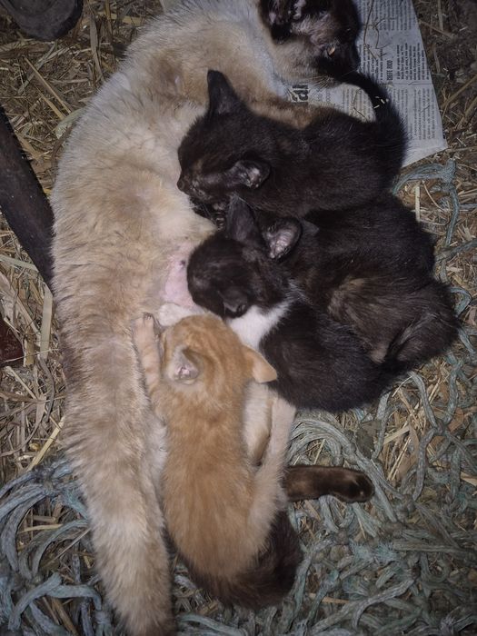 5 gatos para dar