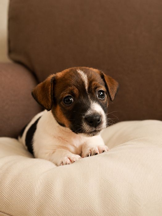 Piesek Jack Russell Terrier