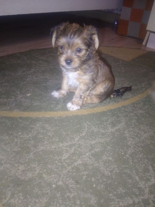 Йоркширський тер'єр.