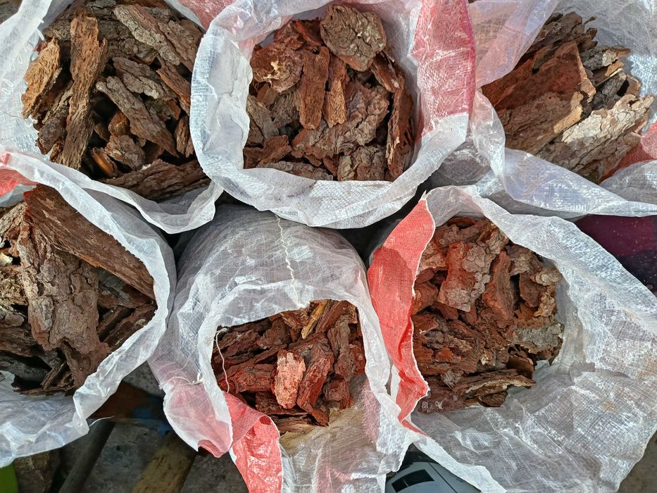 Carrasca de pinheiro para decoração