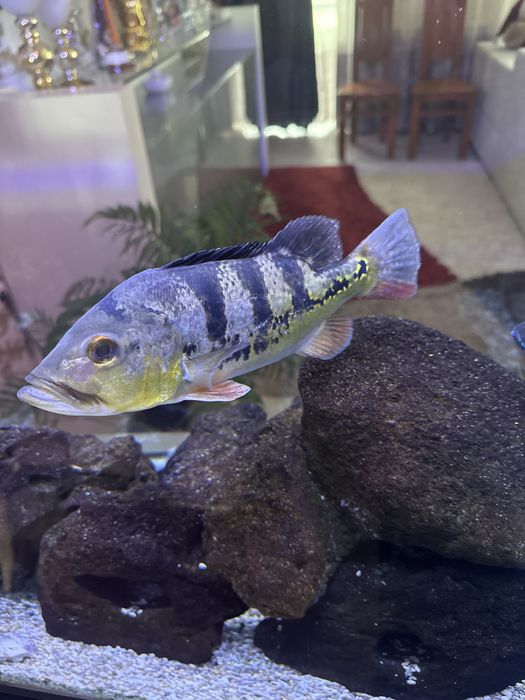 Ciclideos Americanos, adultos