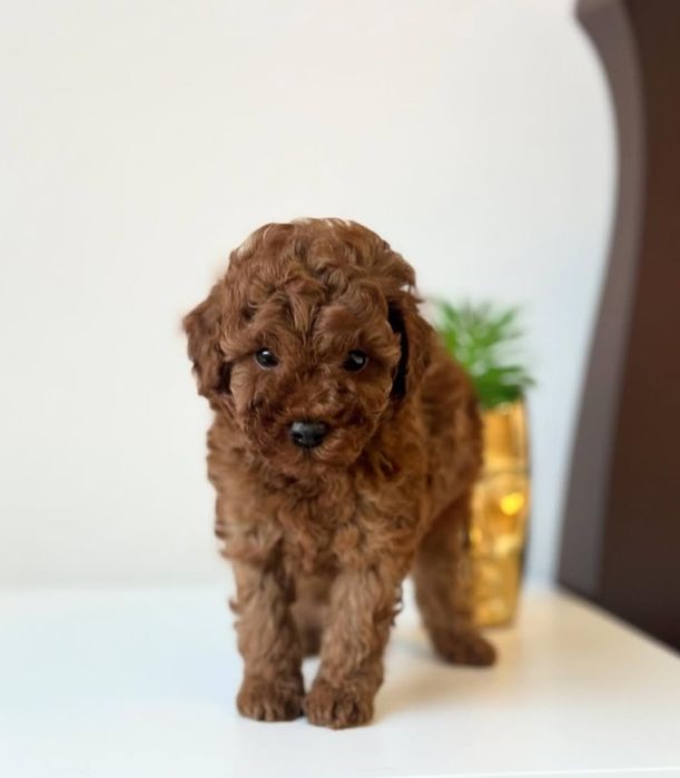 Той пудель супер малюк