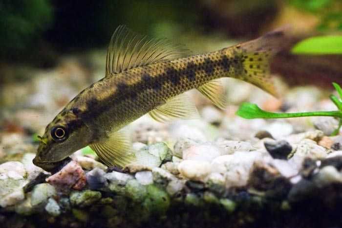 GB Glonojad Syjamski