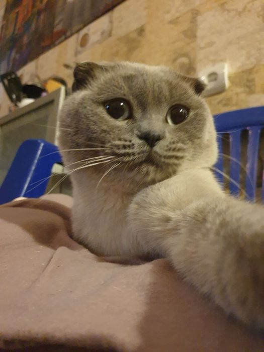 Вязка Шотландец Scottish fold blue point