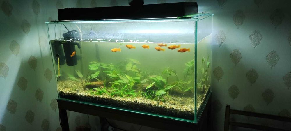 АкварІум для рибок.