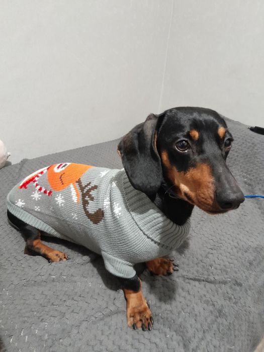 Одяг для улюбленця