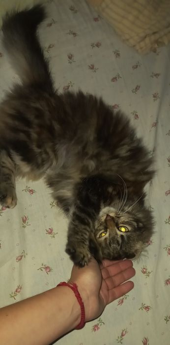 Кішечка стерелізоівана безкоштовно в добрі руки