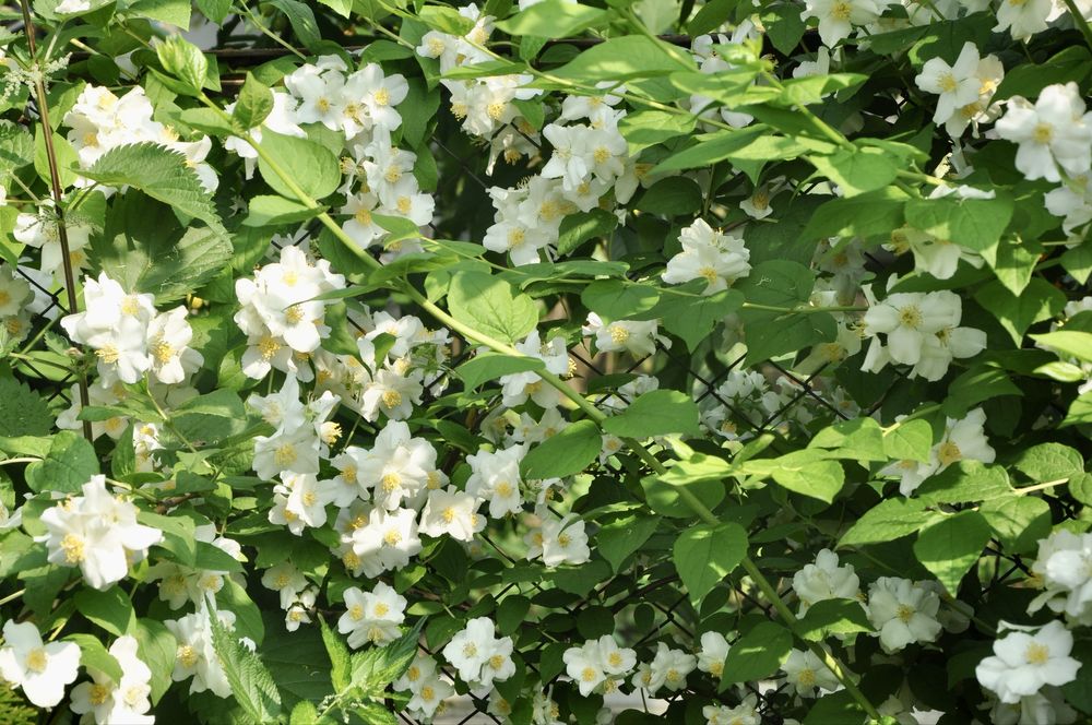 Жасмін , багаторічні рослини