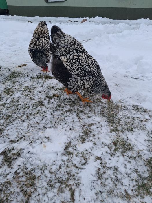 Kurczeta wyandotte srebrnołuskowana