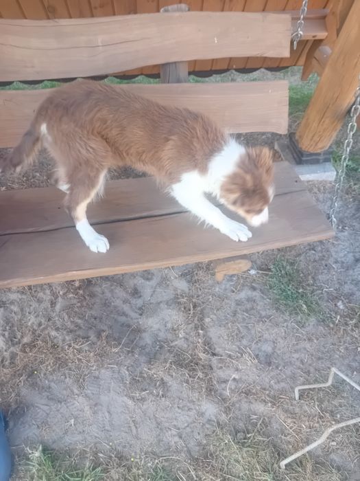 Suczka border collie