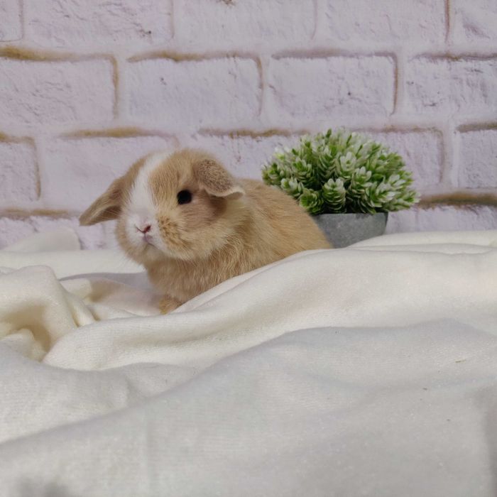 Króliczki Mini Lop. Maluszki do rezerwacji z kompletem szczepień.