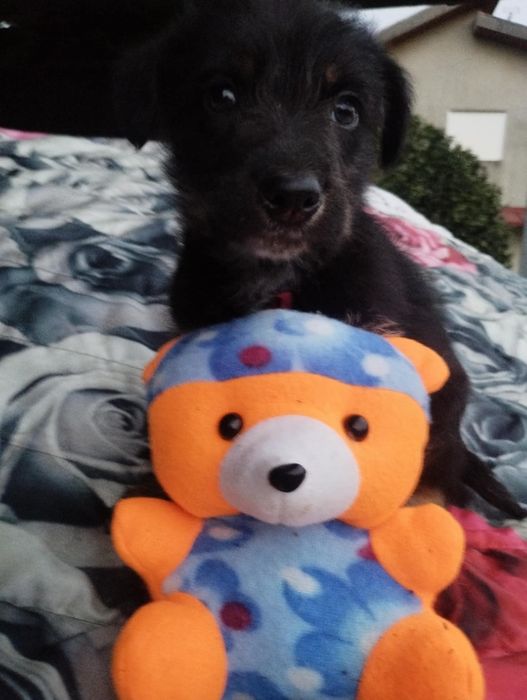 Snoopy para adoção muito responsável