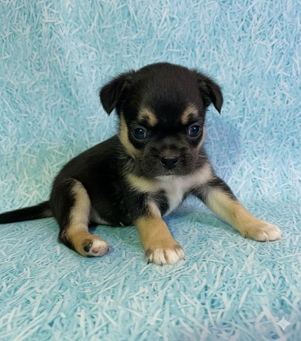 Милий хлопчик мікс той-тер‘єру